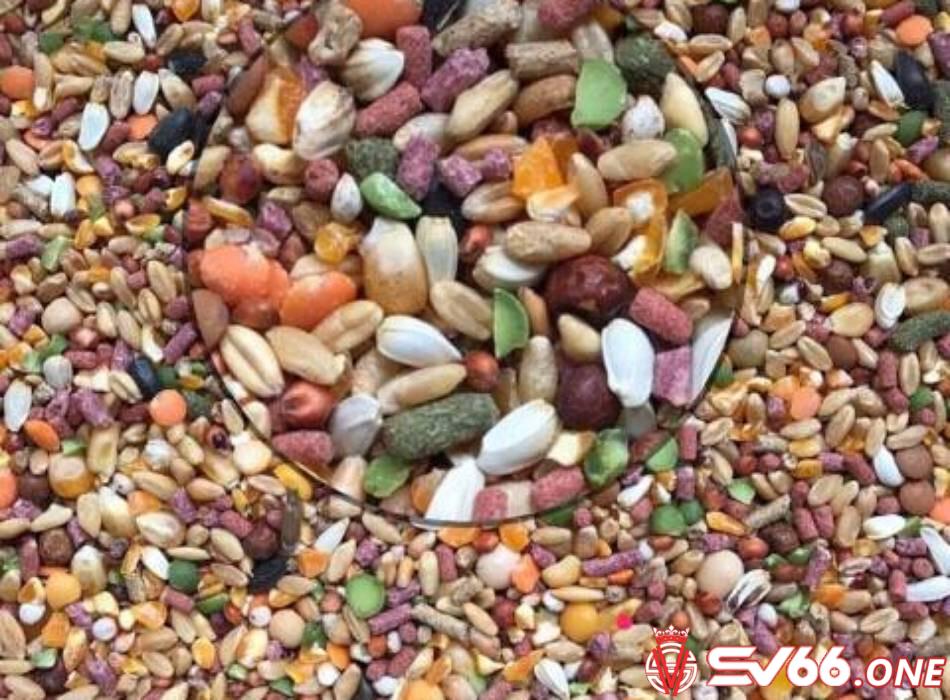Lúa & các loại hạt ngũ cốc – thức ăn dành cho gà chọi