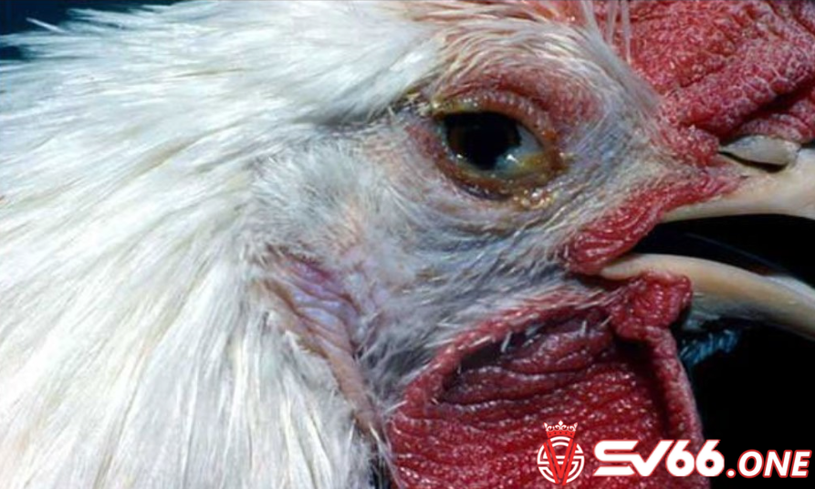 Áp dụng cách chữa gà há miệng thở thích hợp sẽ giúp cho gà có thể chóng khỏi bệnh