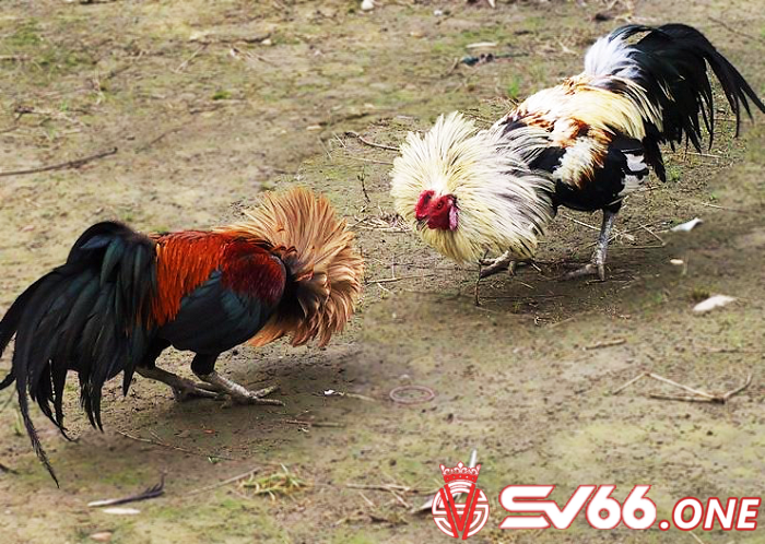 Sư kê cần kiểm tra kỹ xem sức khỏe của gà tre Việt có đảm bảo không